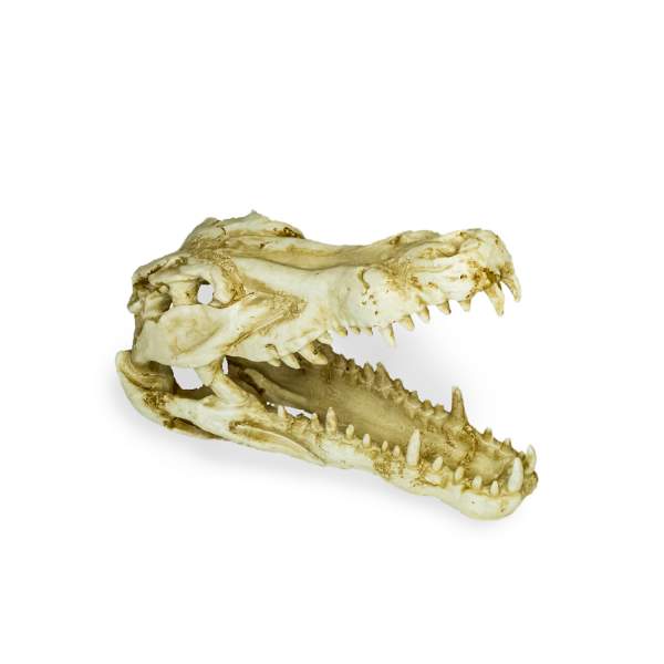 Lucky Reptile Deco Skull Krokodil